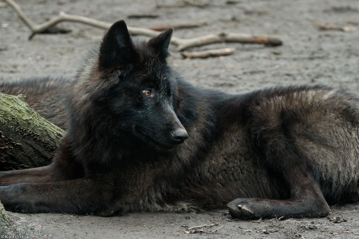Pup9m16GelsenkirchenKati_Yalk-07