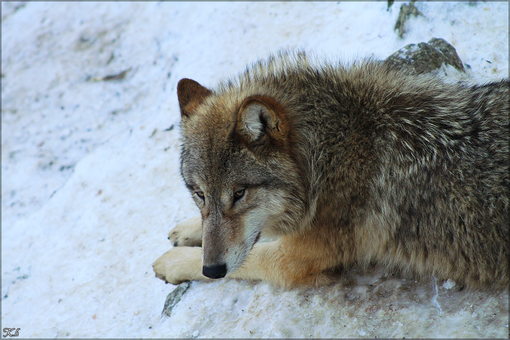 Pup9m11ZuerichKati_Brin-01