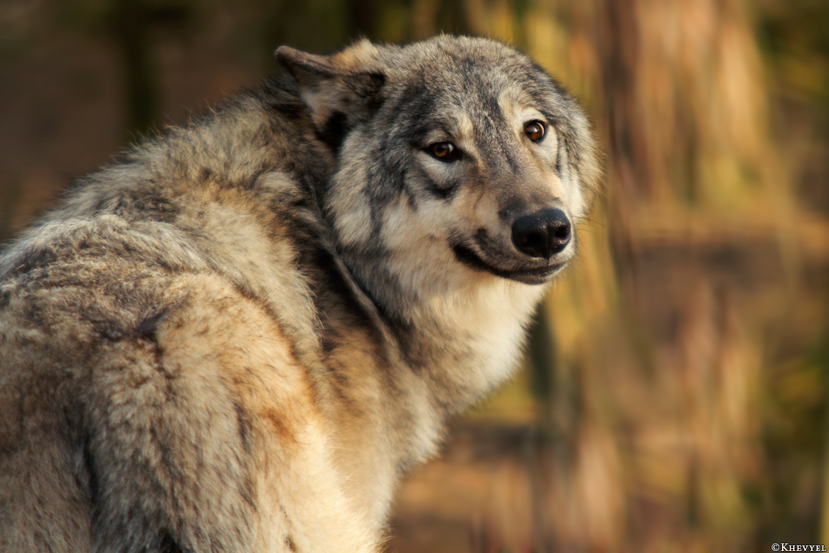 Pup9m14SaerbeckKati_Inka-12