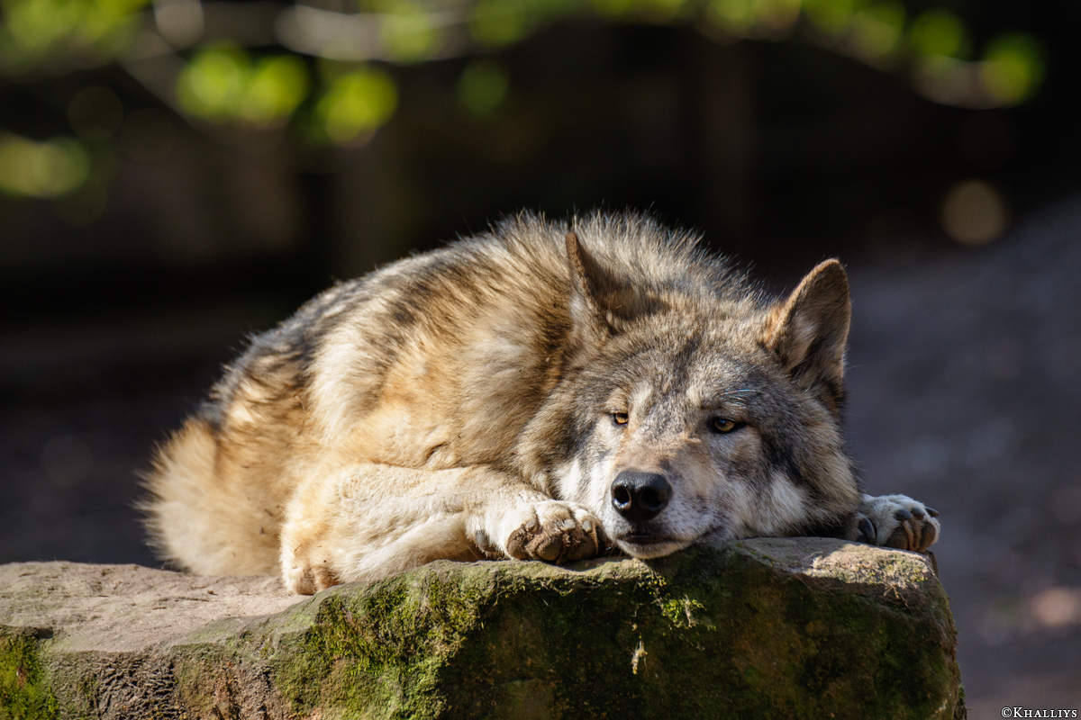 Munster1703Kati_Aragorn-25