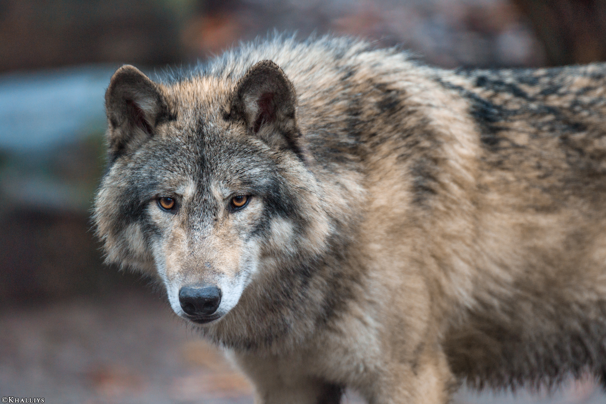 Munster1712Kati_Aragorn-21