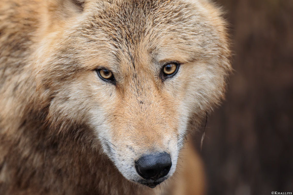 Munster1712Kati_Gandalf-30