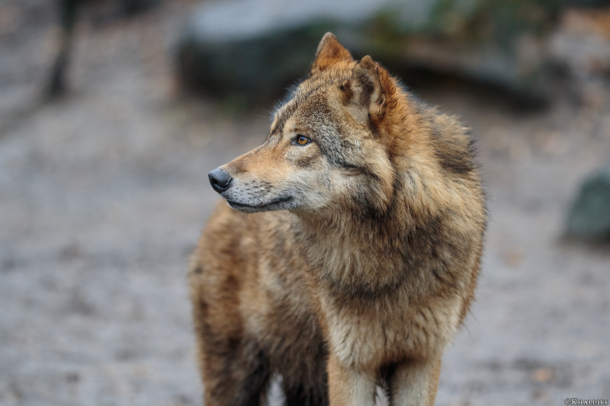 Munster1712Kati_Gimli-22