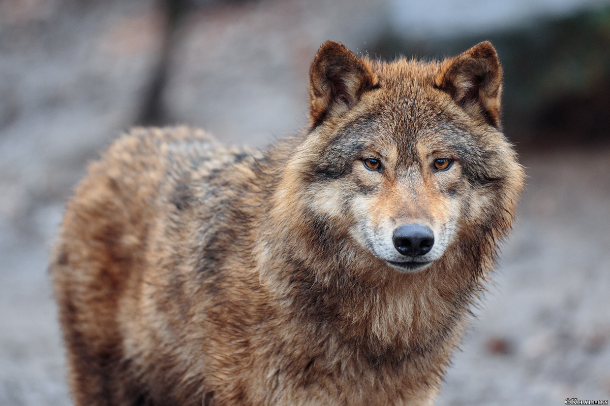 Munster1712Kati_Gimli-29