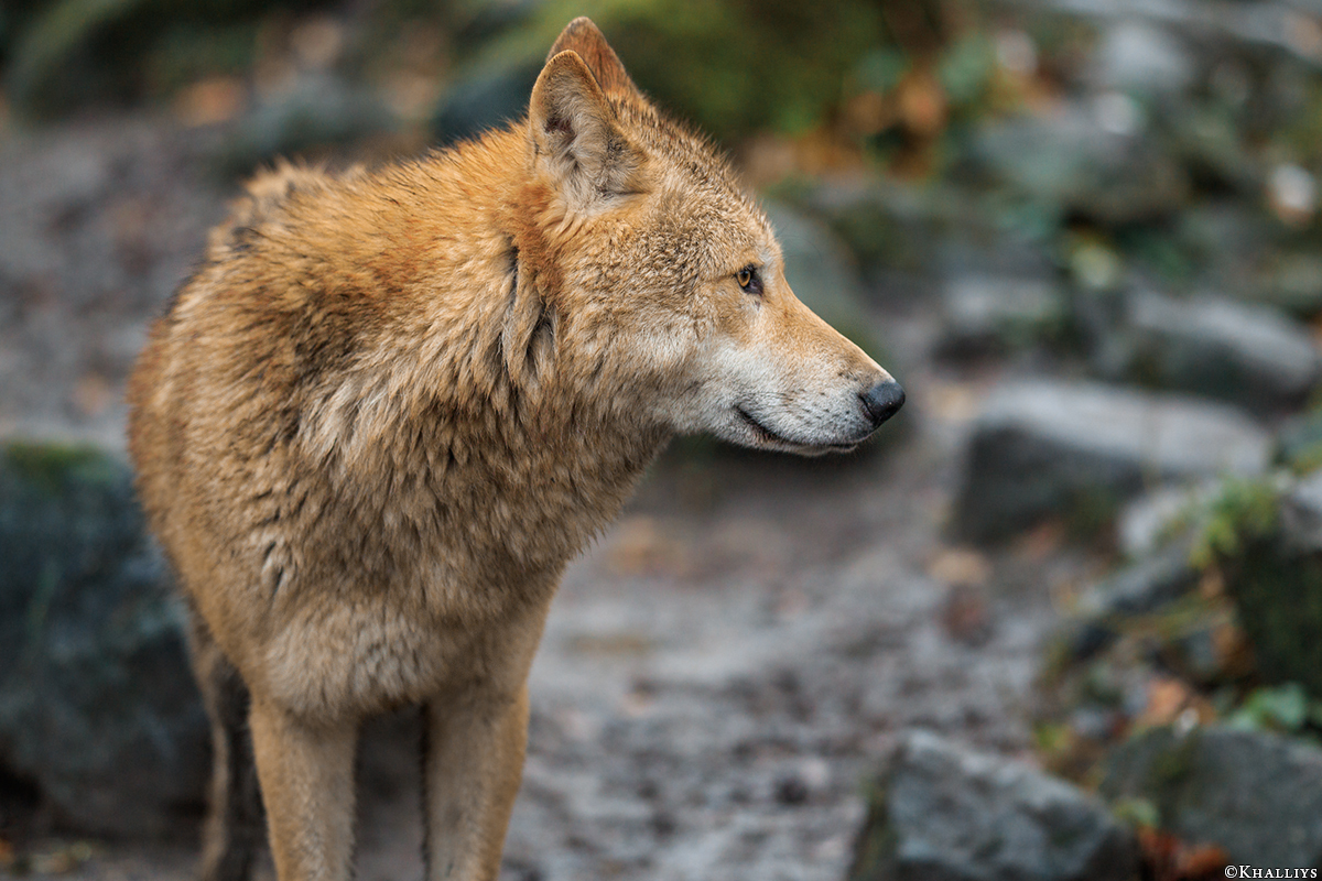 Munster1712Kati_Legolas-14