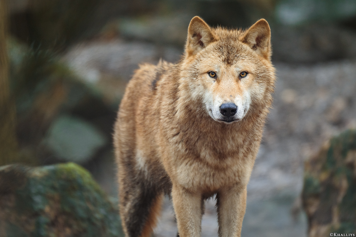 Munster1712Kati_Legolas-31