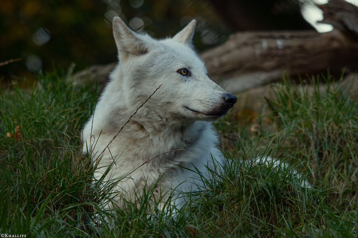 Wolf_Dub1410-Leikun-09