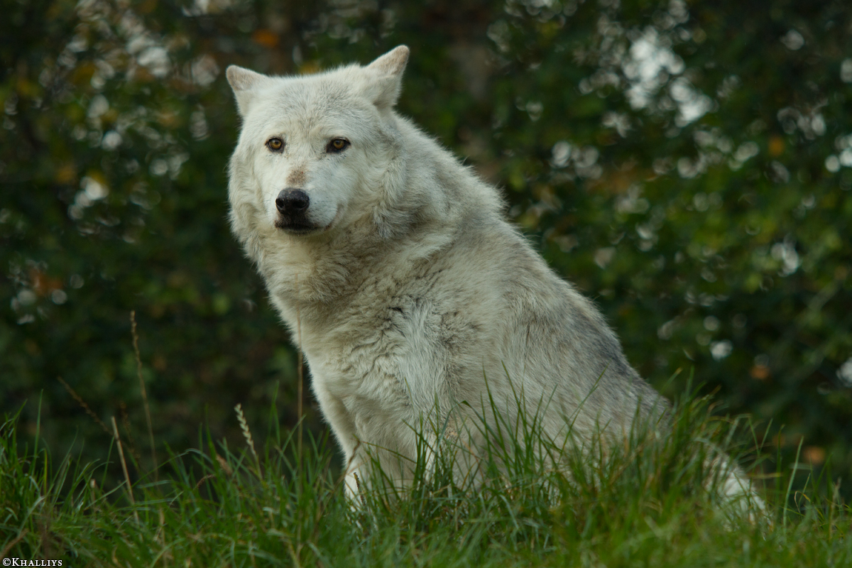 Wolf_Dub1410-Motomo-08