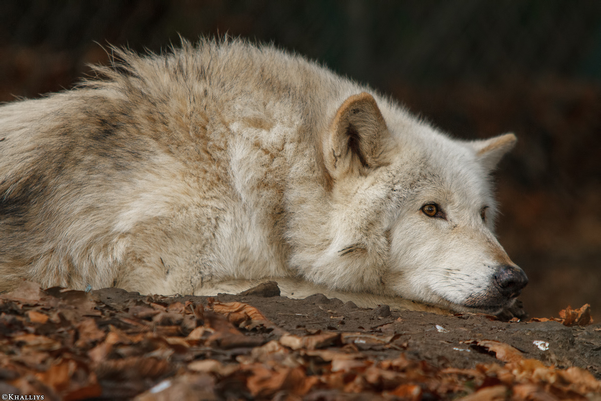 Wolf_Dub1501-Chetan-06