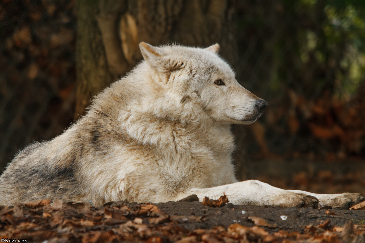 Wolf_Dub1501-Chetan-08