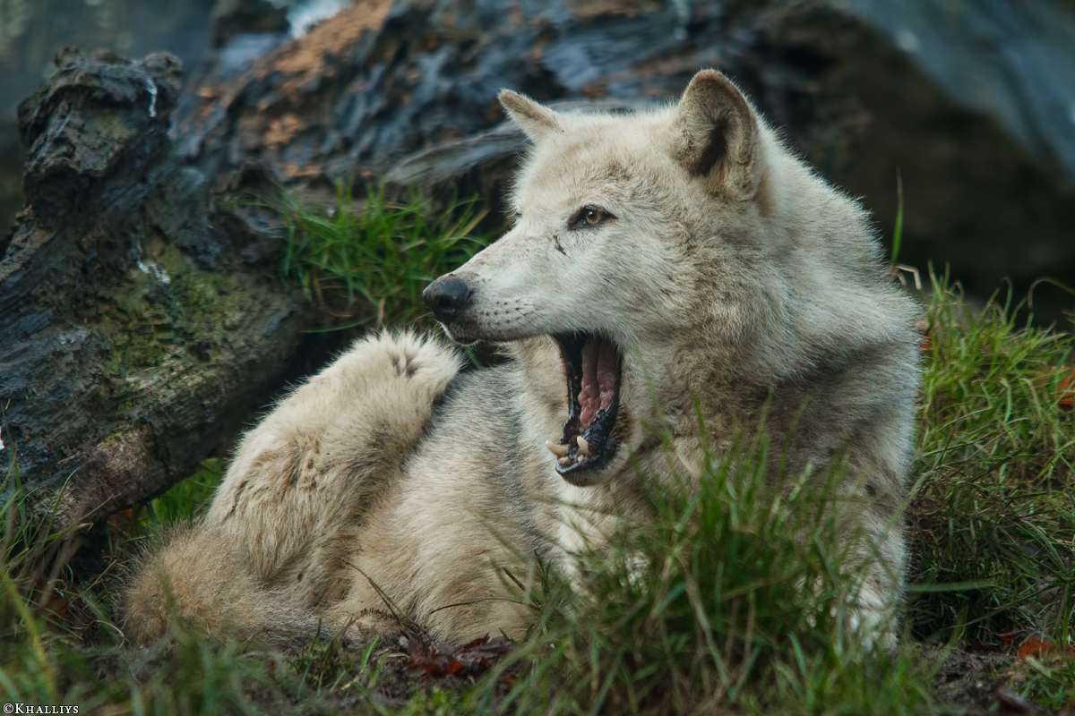 Wolf_Dub1501-Tahni-07