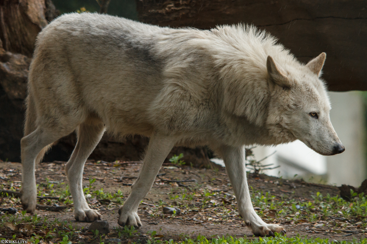 Wolf_Dub1505-Leikun-05