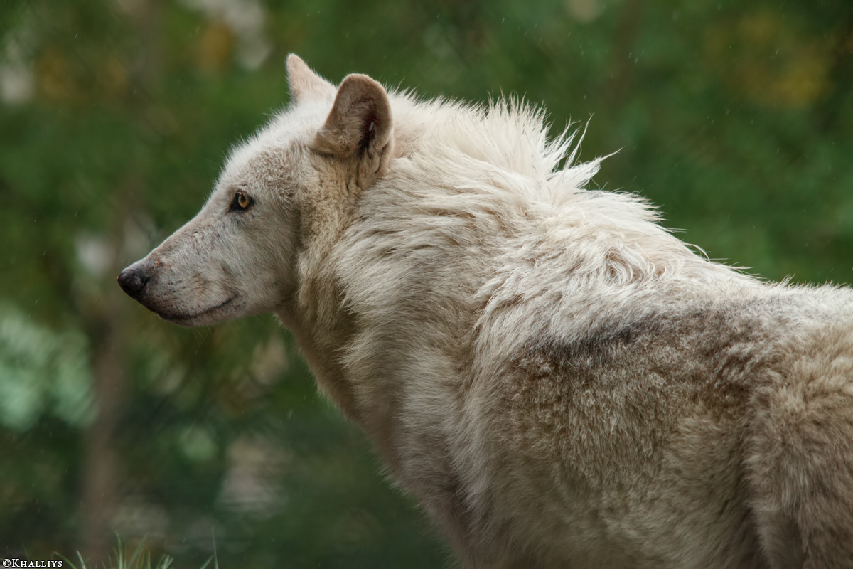 Wolf_Dub1505-Leikun-18