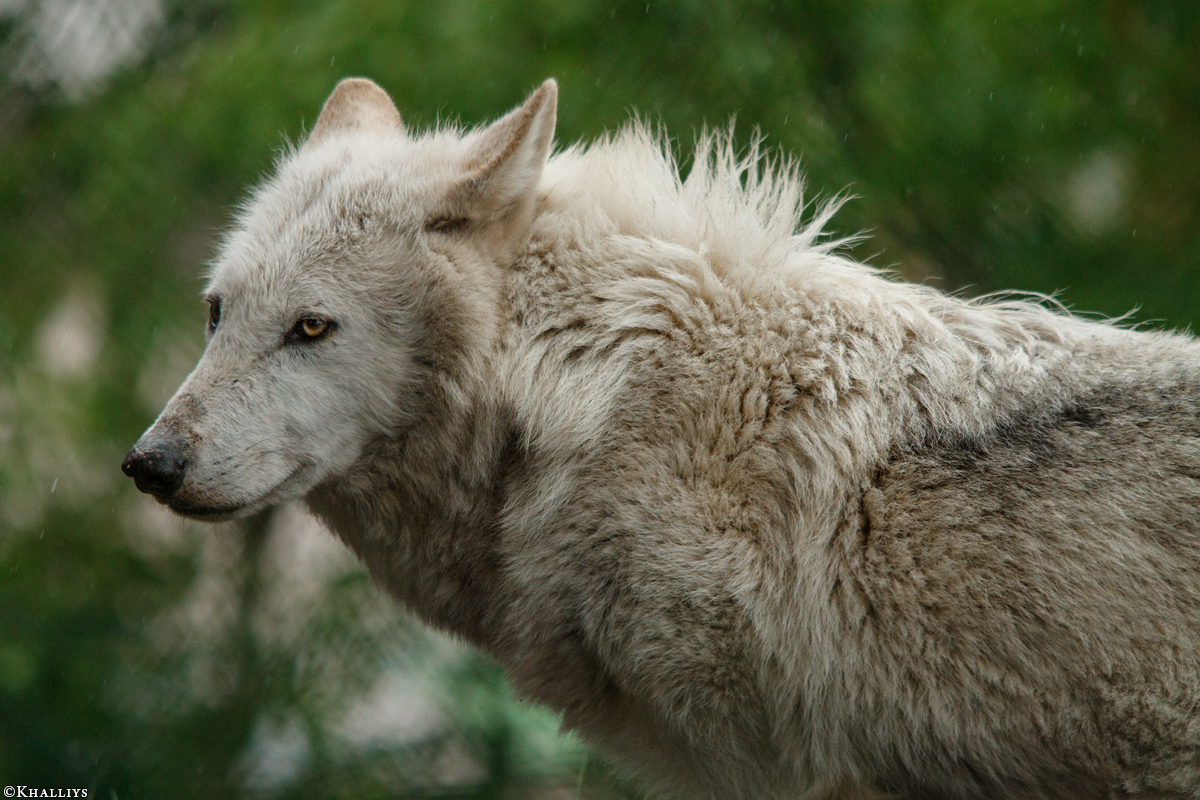 Wolf_Dub1505-Leikun-19