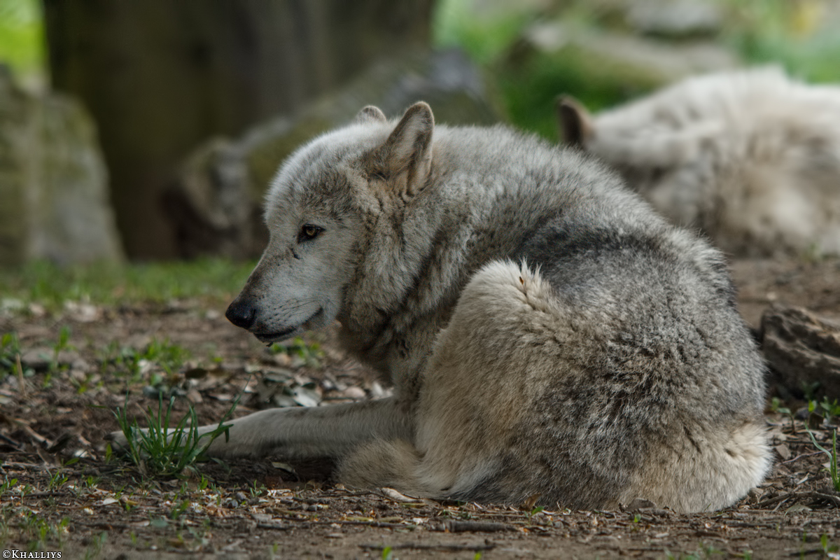 Wolf_Dub1505-Tahni-01