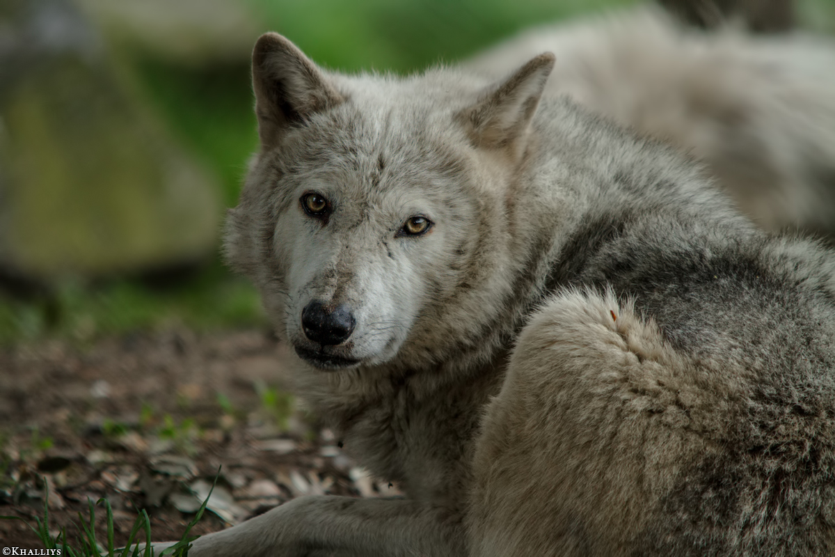 Wolf_Dub1505-Tahni-03
