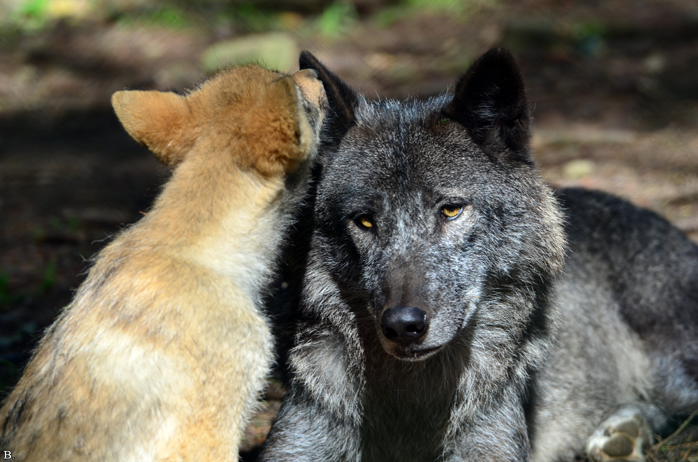 Edersee1207BineG_All--19