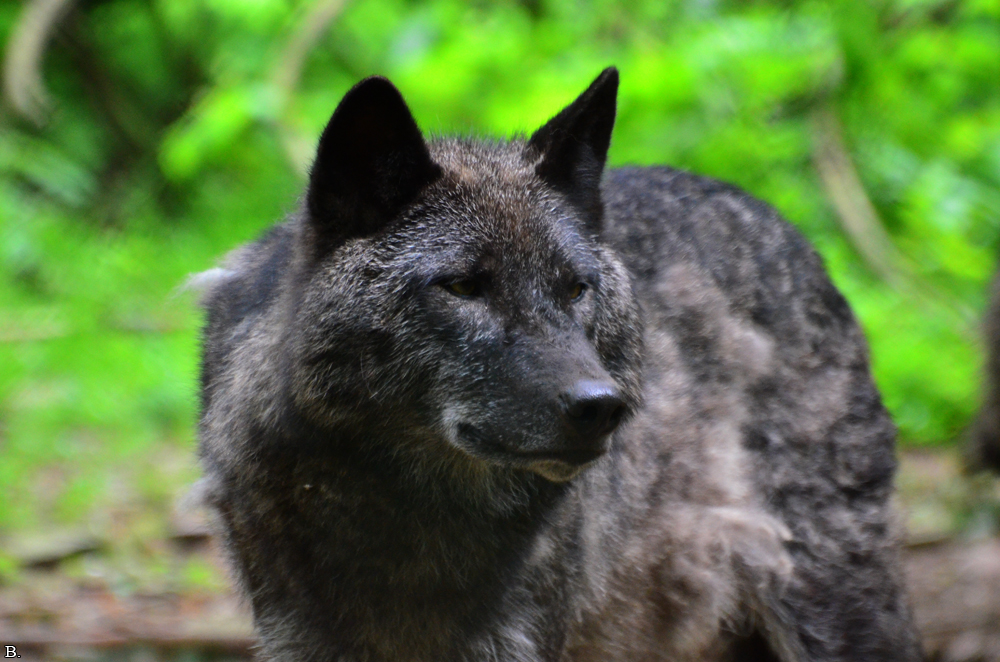 Edersee1207BineG_Caraya--19