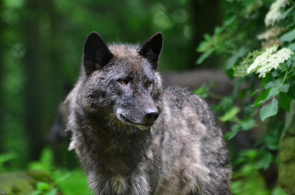 Edersee1207BineG_Caraya--24