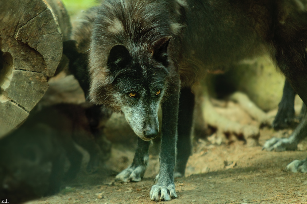 Edersee1206Kati_Aneyra-01