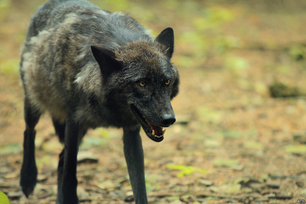 Edersee1206Kati_Caraya-02