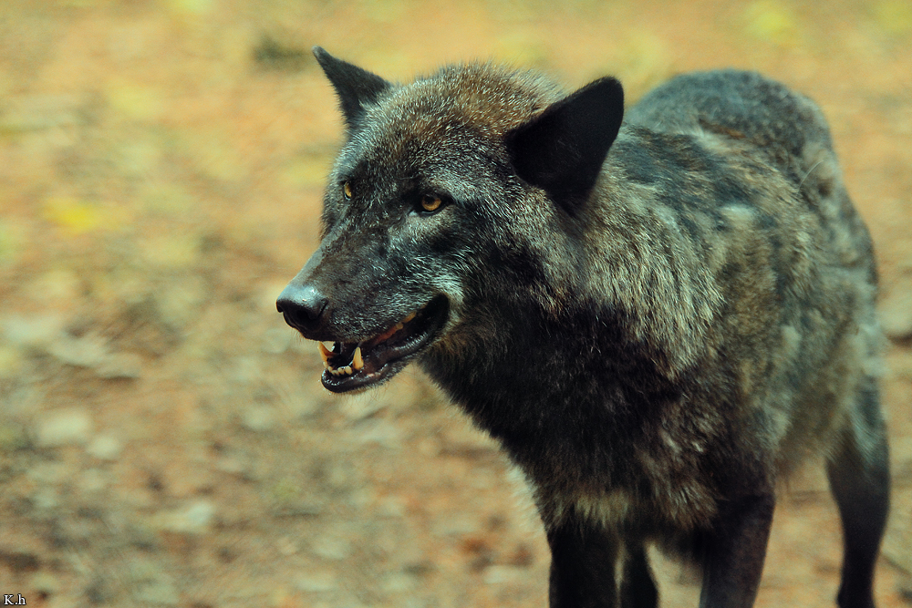 Edersee1206Kati_Caraya-03