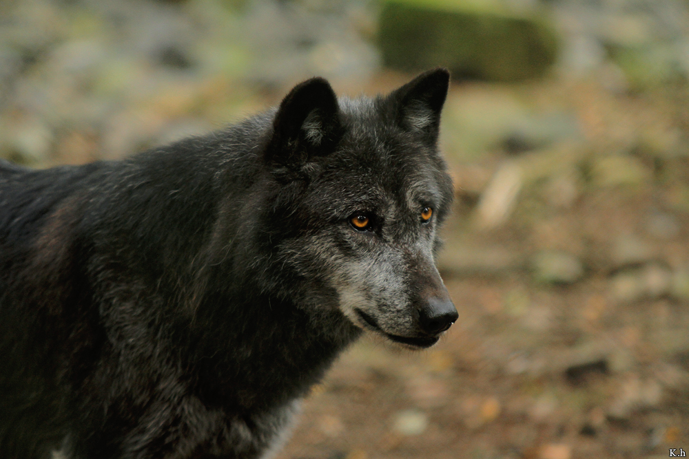 Edersee1208Kati_Aneyra-17