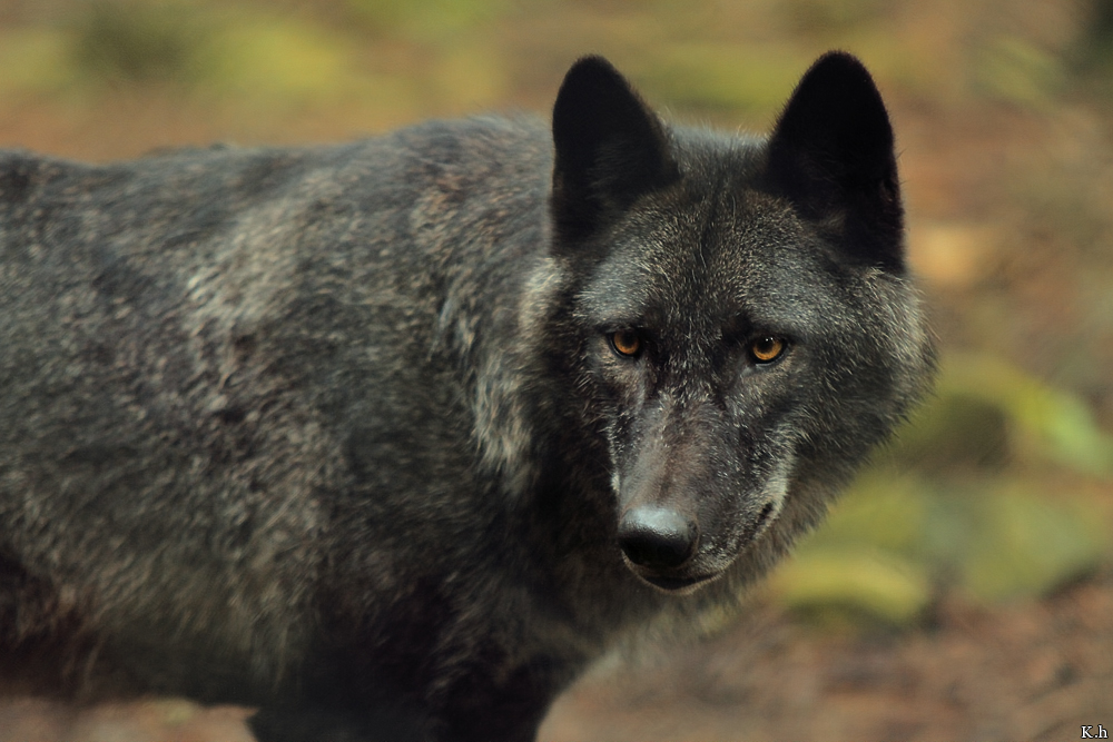 Kati_Eder1208_Caraya-02