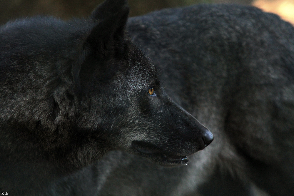 Kati_Eder1208_Caraya-22