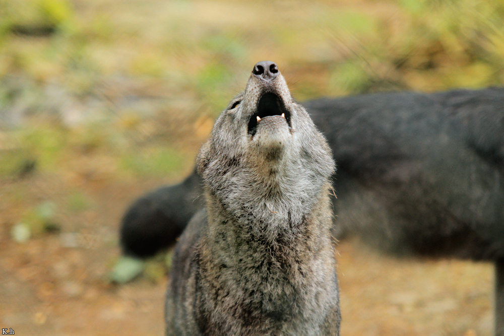 Kati_Eder1208_Silya-09