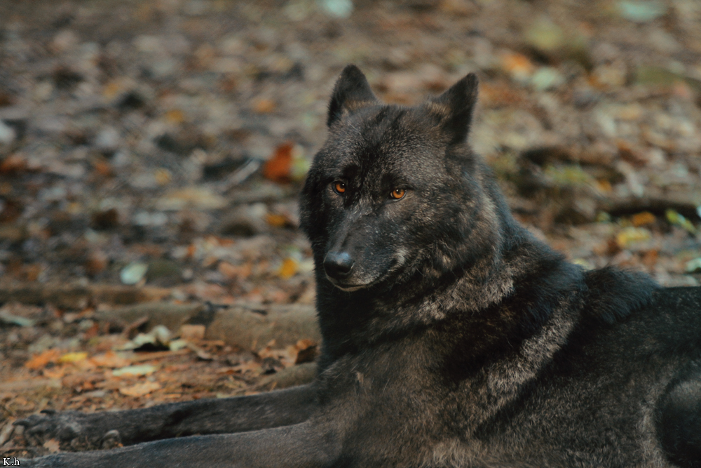 Kati_Eder1210_Kamaal-03