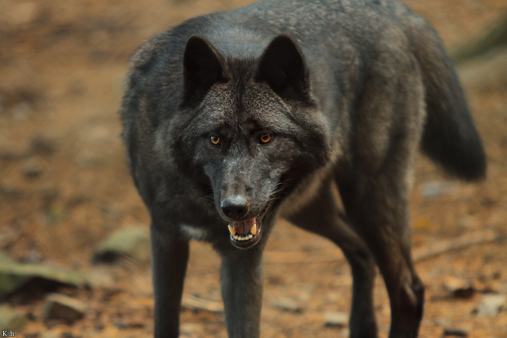 Kati_Eder1210_Xelha-01