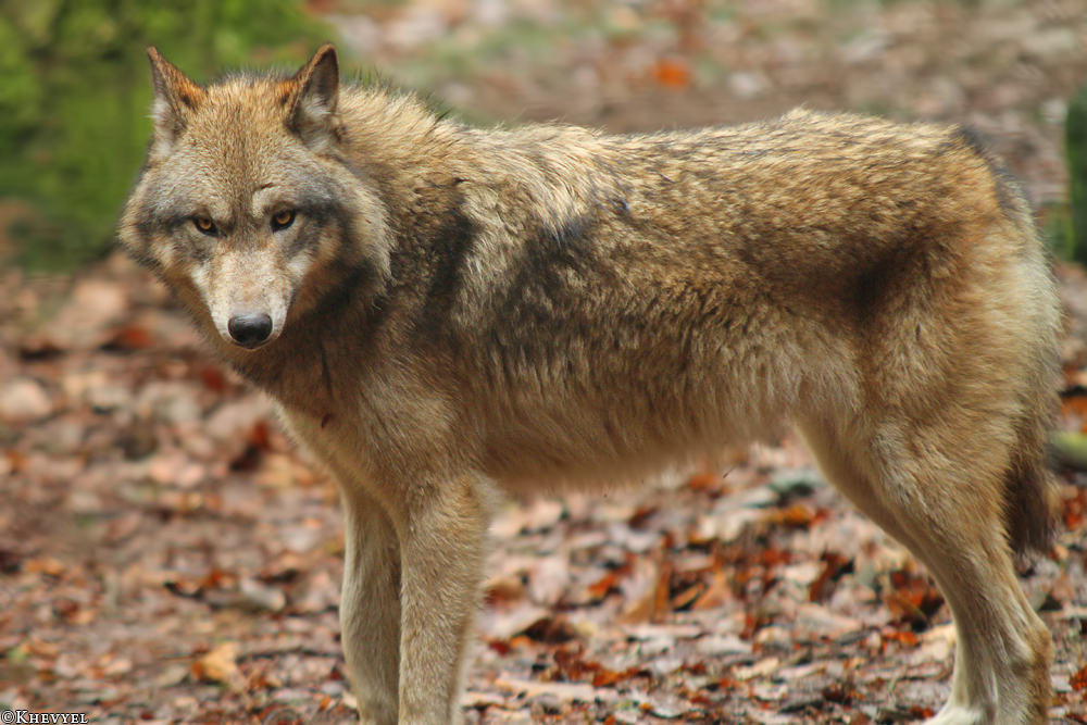 Kati_Eder1401_Kiley-03