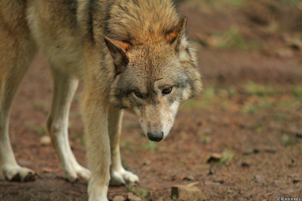 Kati_Eder1401_Kiley-07