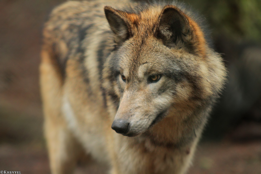 Kati_Eder1401_Kiley-08