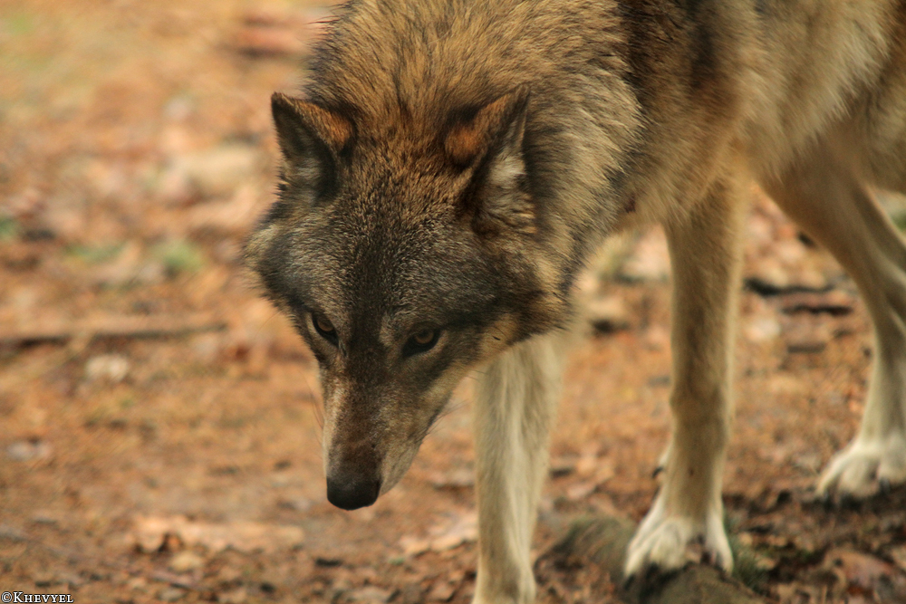 Kati_Eder1401_Kiley-11