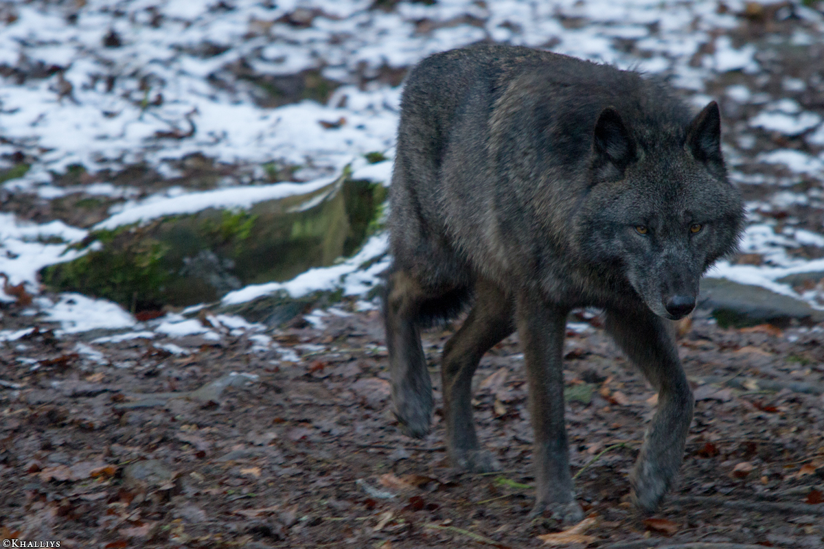 Kati_Eder1412_Ceyla-06