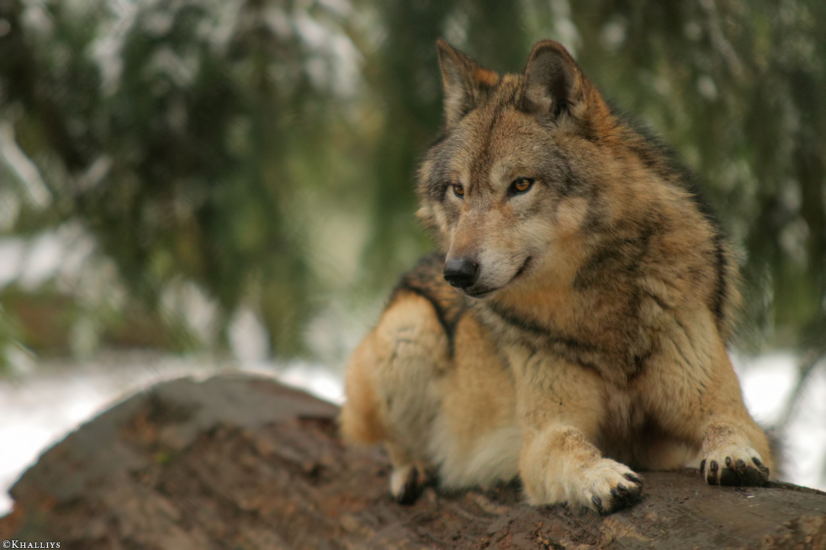 Kati_Eder1412_Kiley-01