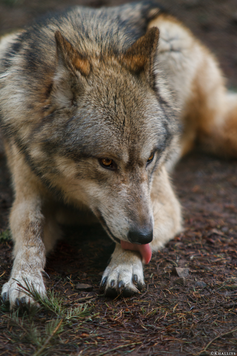 Kati_Eder1412_Kiley-11