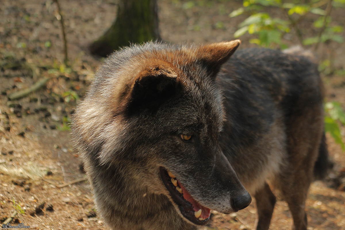 Saerbeck1404Jessi_Bo-21