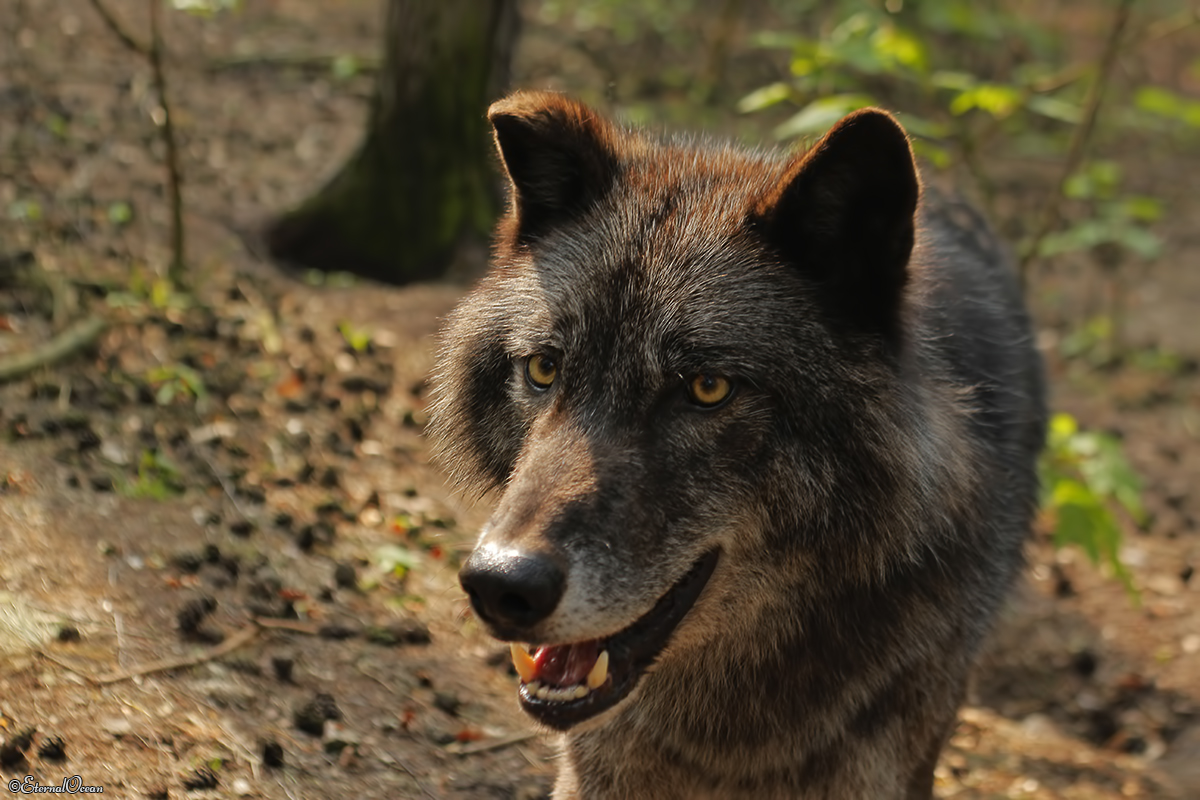 Saerbeck1404Jessi_Bo-24
