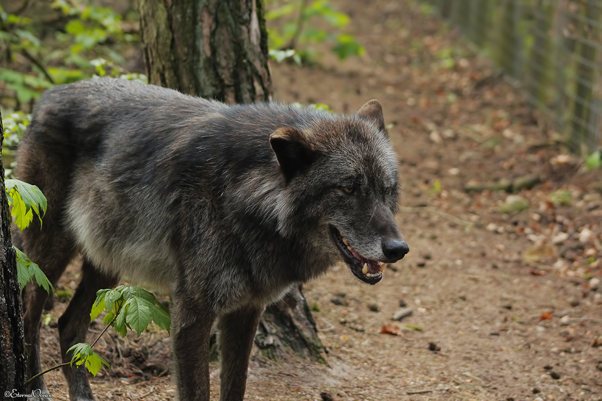Saerbeck1404Jessi_Bo-27