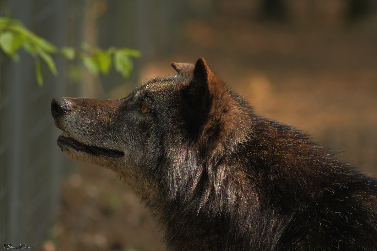 Saerbeck1404Jessi_Bo-29