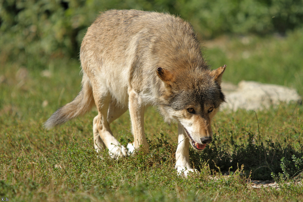 Wolf_BadM1109-Brown-4