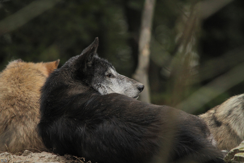 Wolf_BadM1110-Black-11