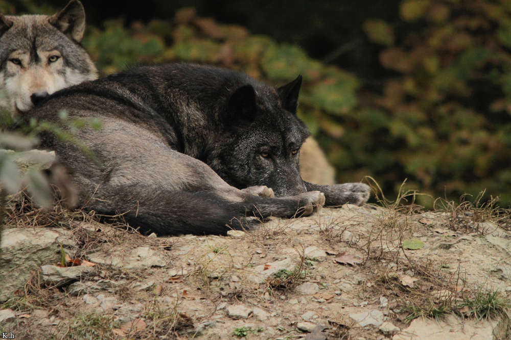 Wolf_BadM1110-Black-5