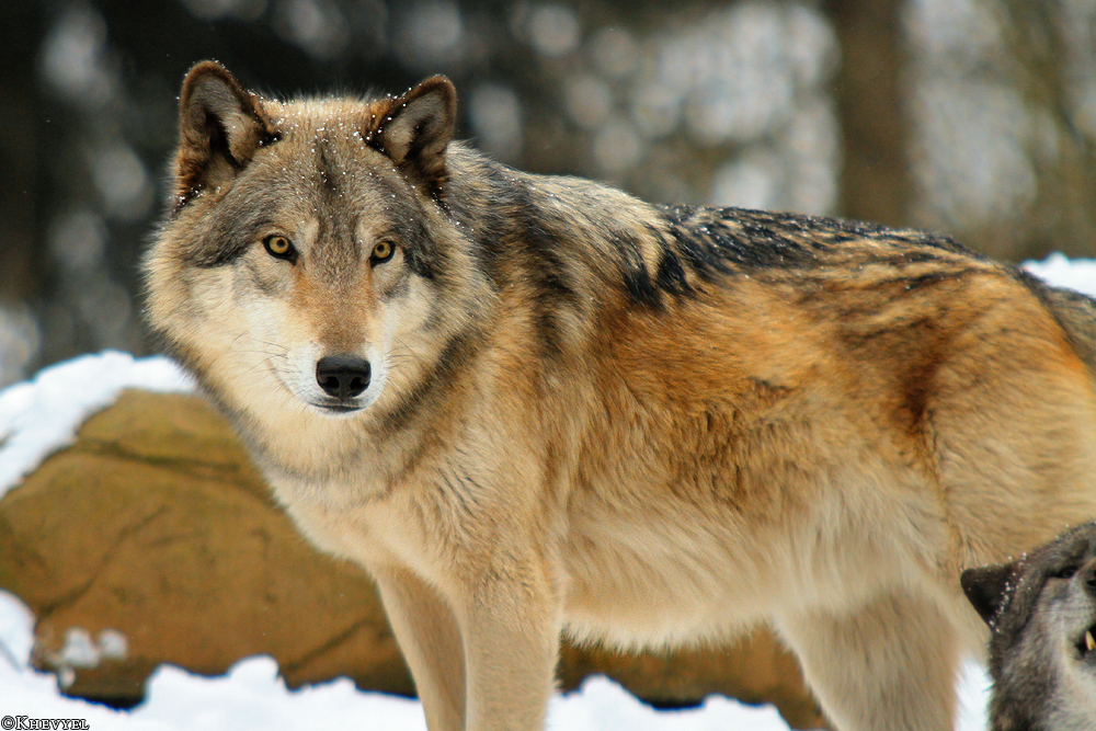 Luneburg1303Kati_Ole-25