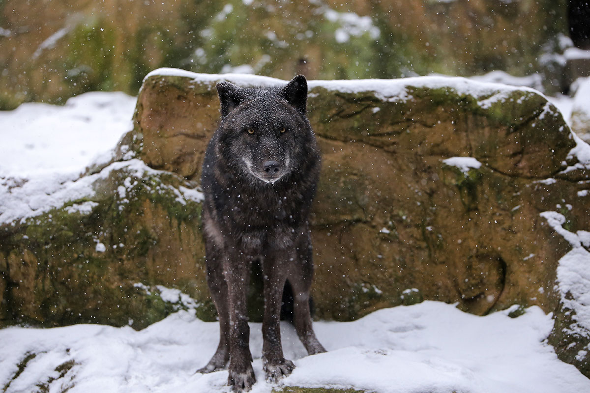 lueneburglina_sayan0501ina-03