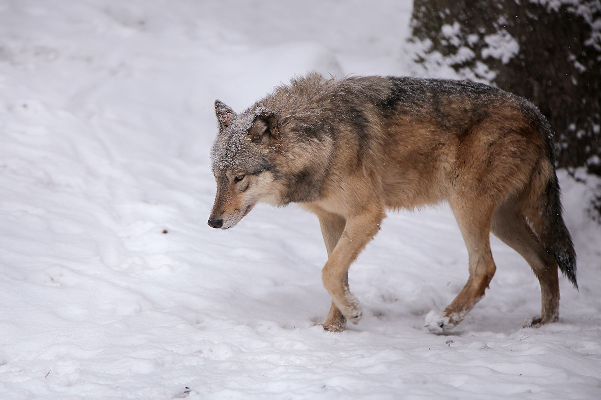 lueneburglina_silv0501ina-25