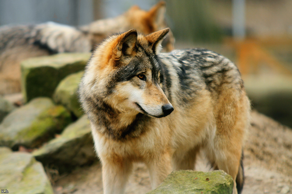 Springe1202Kati_Tala-23